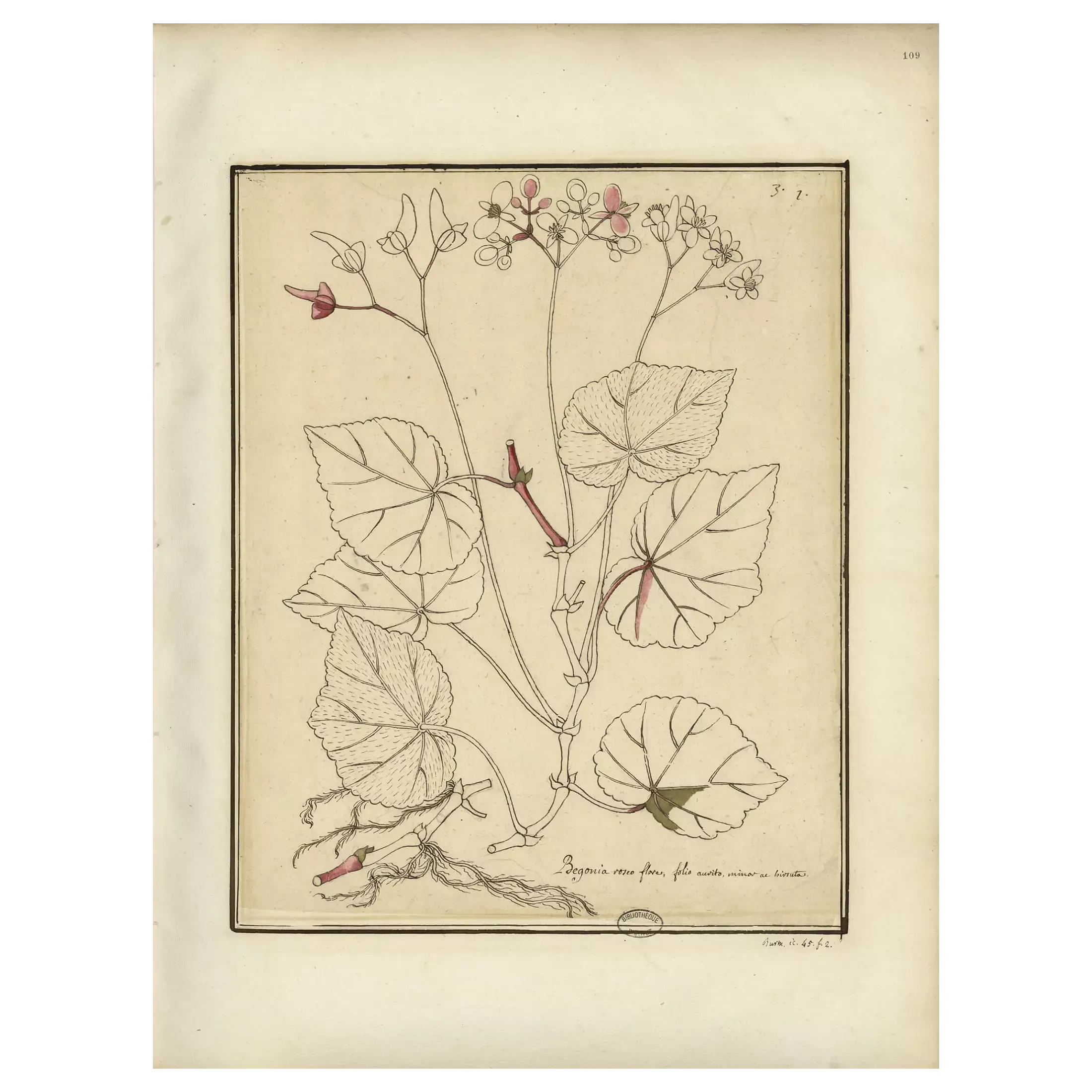Dessin sur papier, rehauts à la plume et à l’aquarelle, entre 1687 et 1704, <em>Americanarum plantarum icones</em>, tome 1, f° 109.