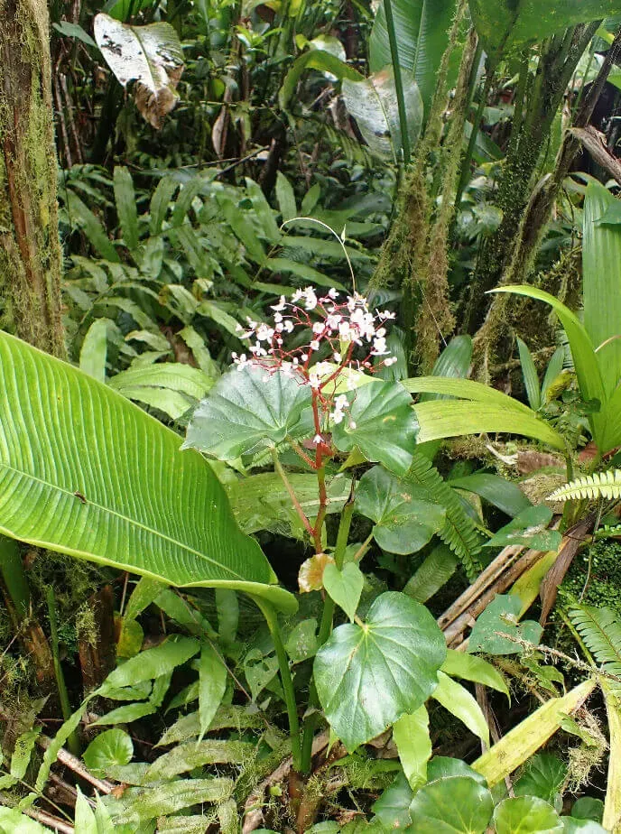 <em>Begonia obliqua</em> L. dans son habitat de forêt humide tropicale