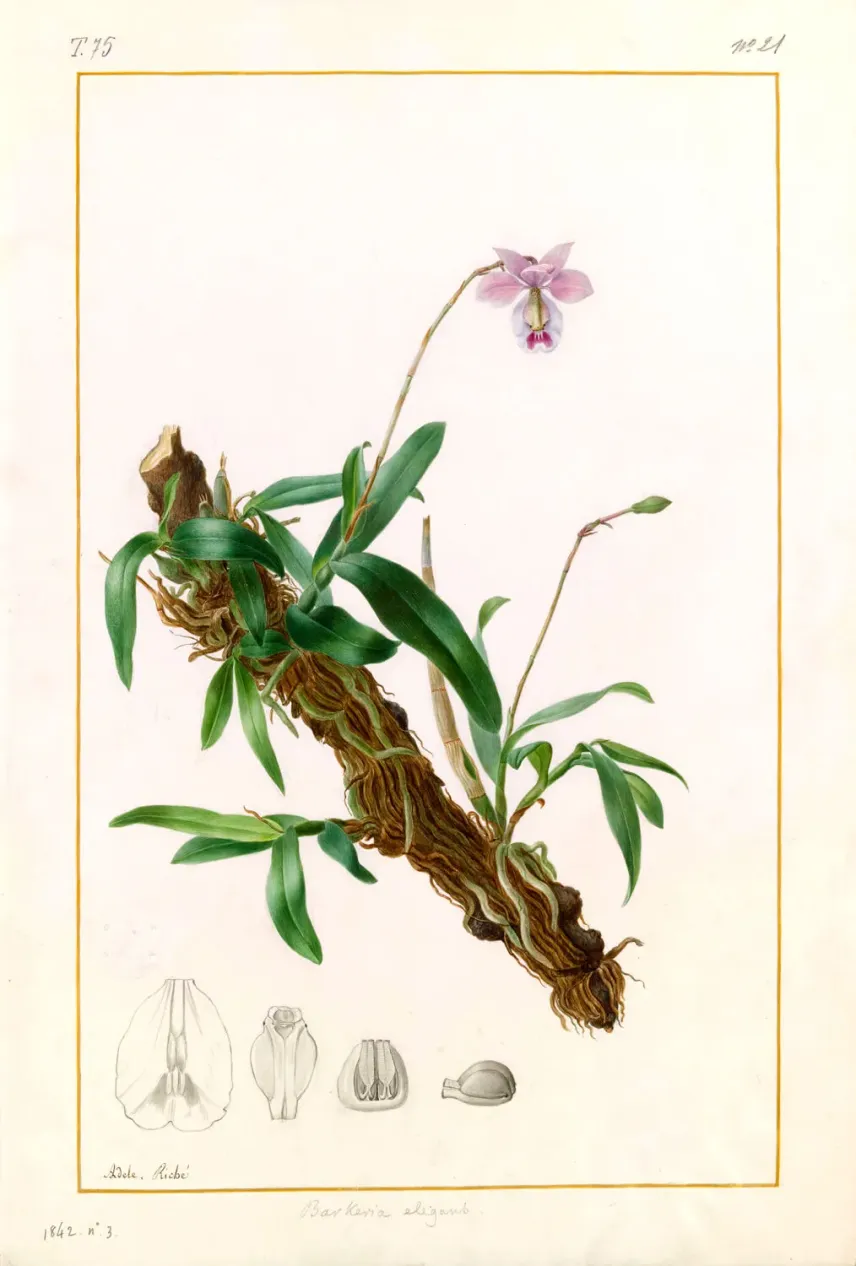 Une orchidée épiphyte dessinée par Adèle Riché.