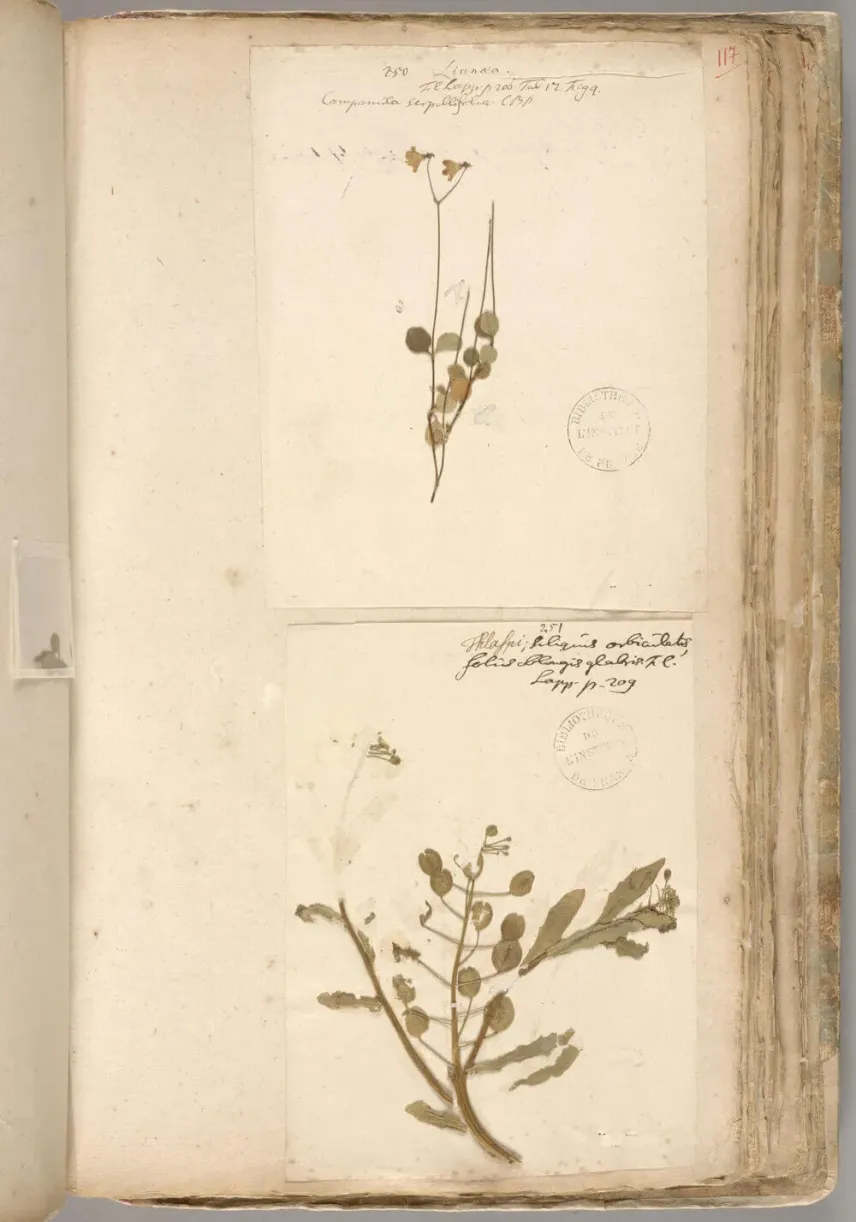 Page de l’herbier lapon de Linné présentant la linnée boréale