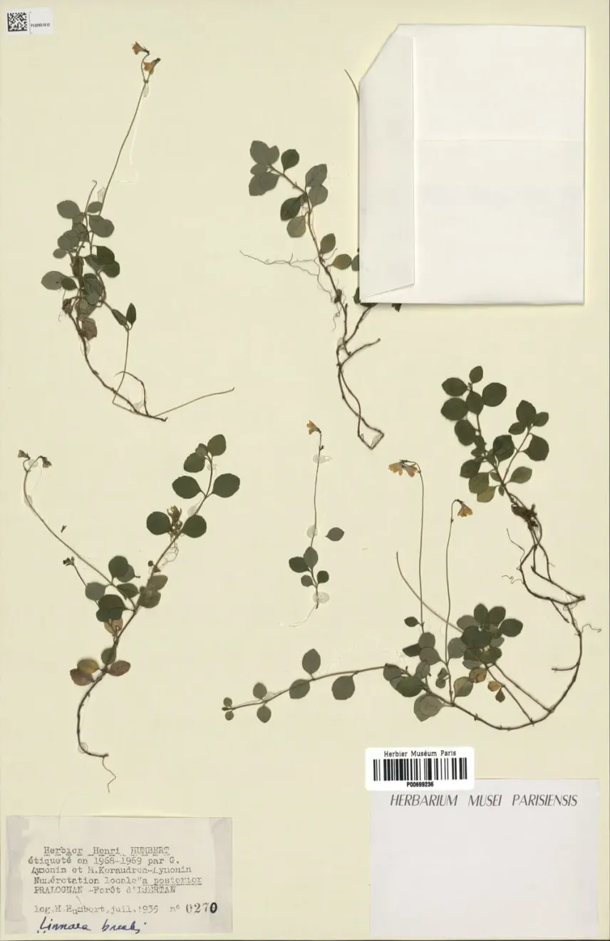 Spécimen d’herbier de <em>Linnaea borealis</em> L.