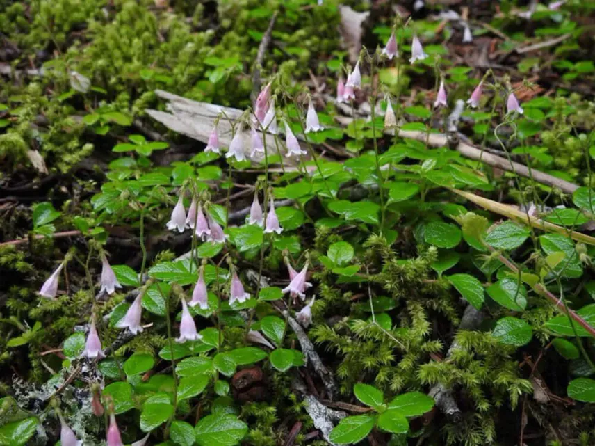 <em>Linnaea borealis</em> L. dans son habitat de sous-bois forestier au Canada