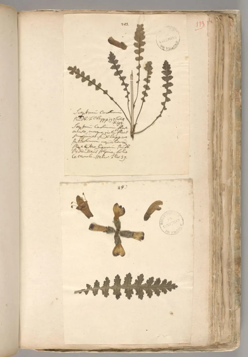 Page de l’herbier lapon de Linné présentant le sceptre de Charles