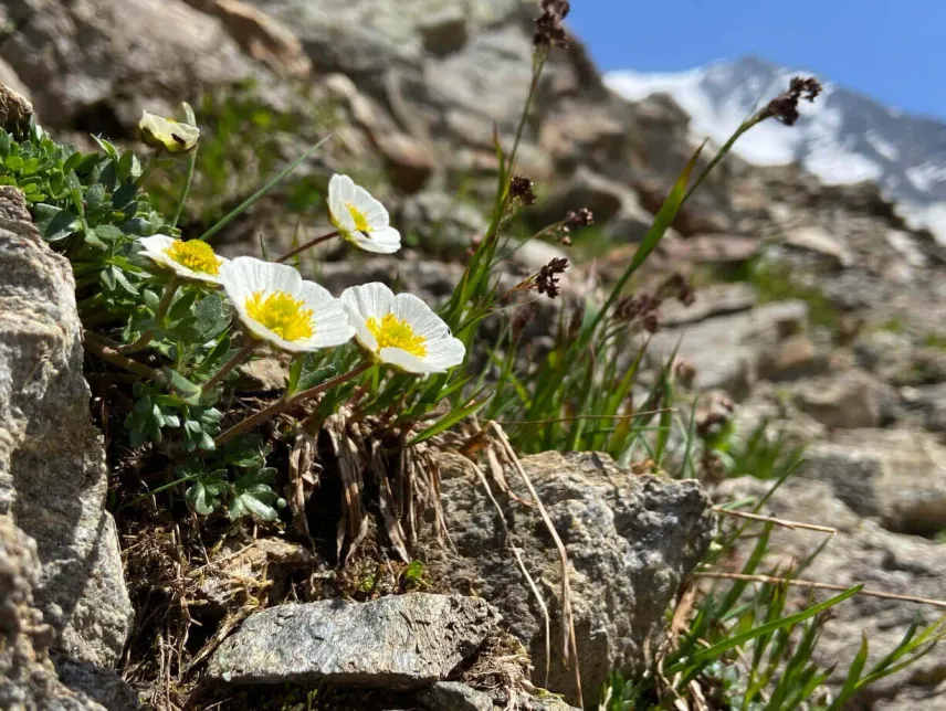 <em>Ranunculus glacialis</em> L. dans son habitat de haute altitude
