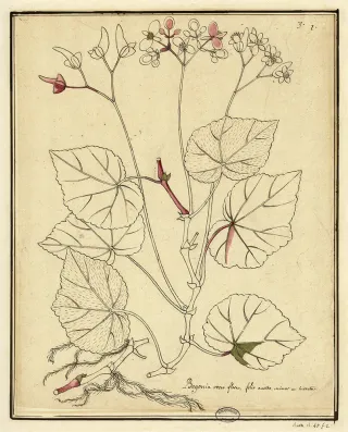 <em>Begonia obliqua</em>