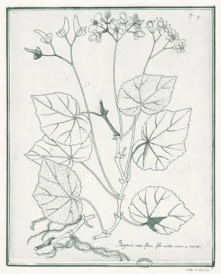 <em>Begonia obliqua</em>