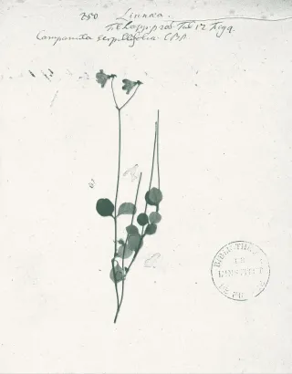 <em>Linnaea borealis</em>