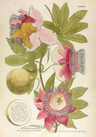 <em>Passiflora serrato-digitata</em>