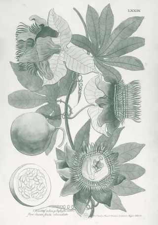 <em>Passiflora serrato-digitata</em>