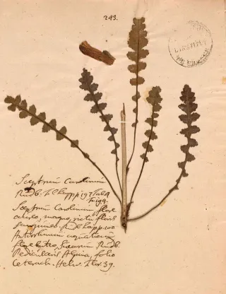 <em>Pedicularis sceptrum-carolinum</em>