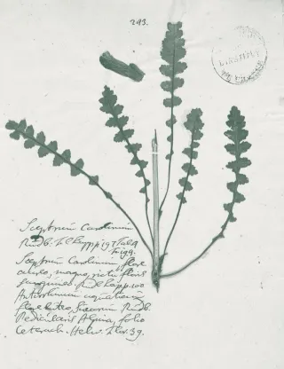 <em>Pedicularis sceptrum-carolinum</em>