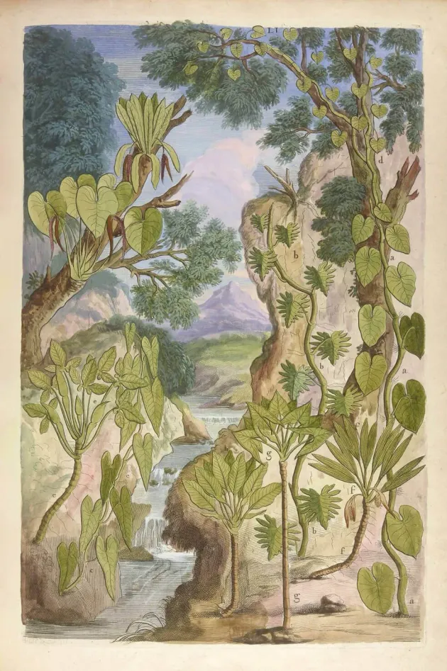 <em>Description des plantes de l’Amérique avec leurs figures par le Révérend Père Charles Plumier</em>, Paris, Imprimerie royale, 1693, fig. LII