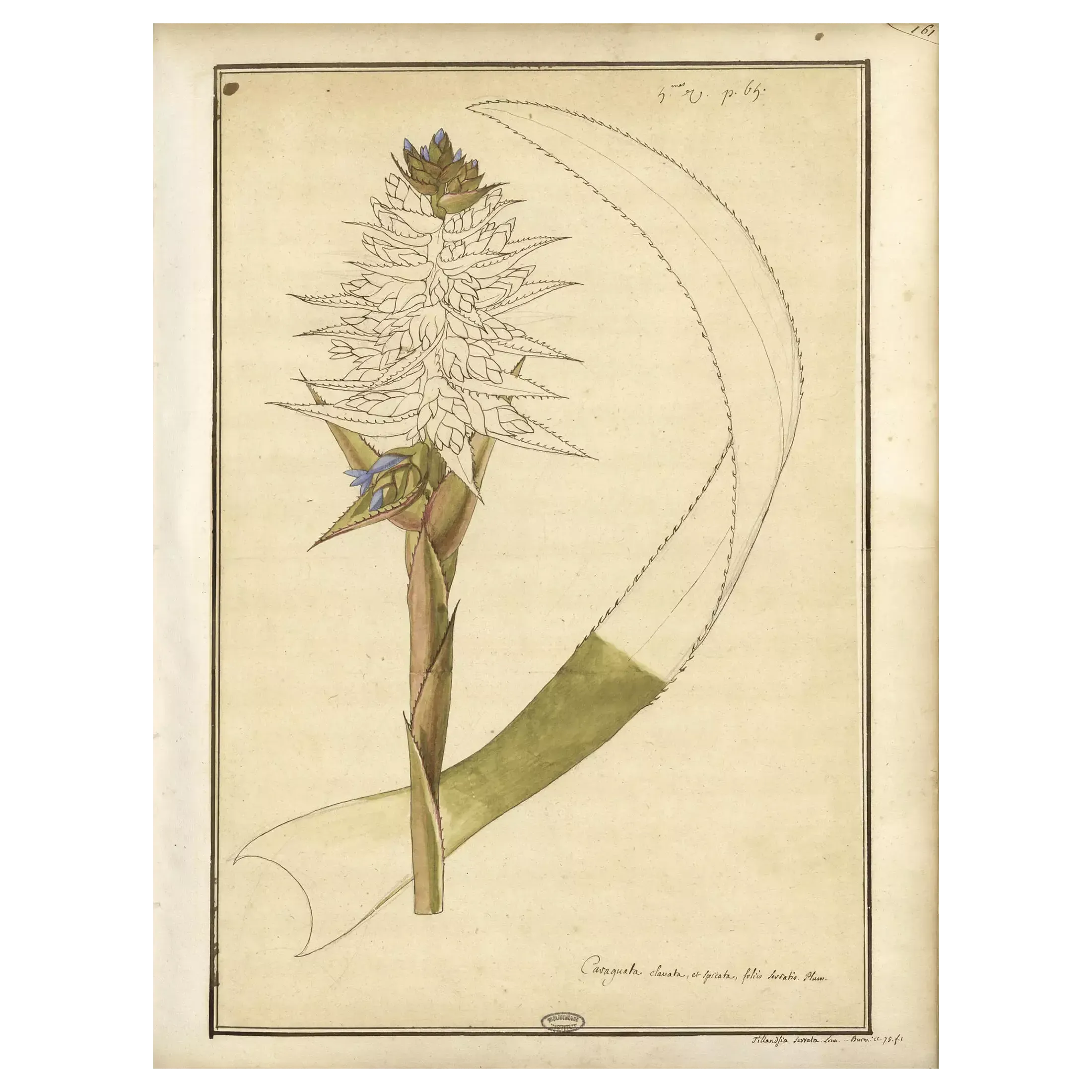 Dessin sur papier, rehauts à la plume et à l’aquarelle, entre 1687 et 1704, <em>Americanarum plantarum icones</em>, tome 2, f° 161.