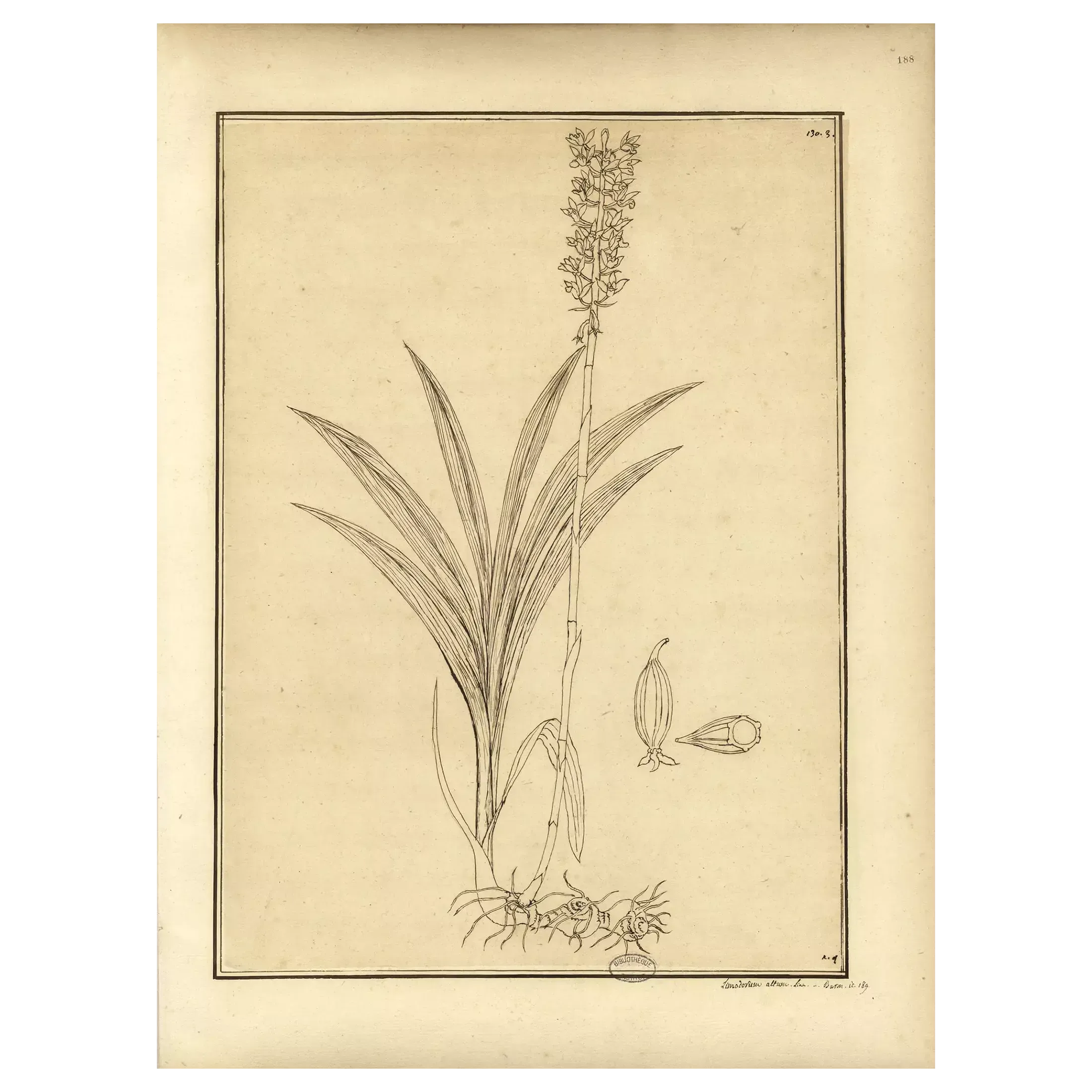 Dessin sur papier avec rehauts à la plume, entre 1687 et 1704, <em>Americanarum plantarum icones</em>, tome 1 f° 188.