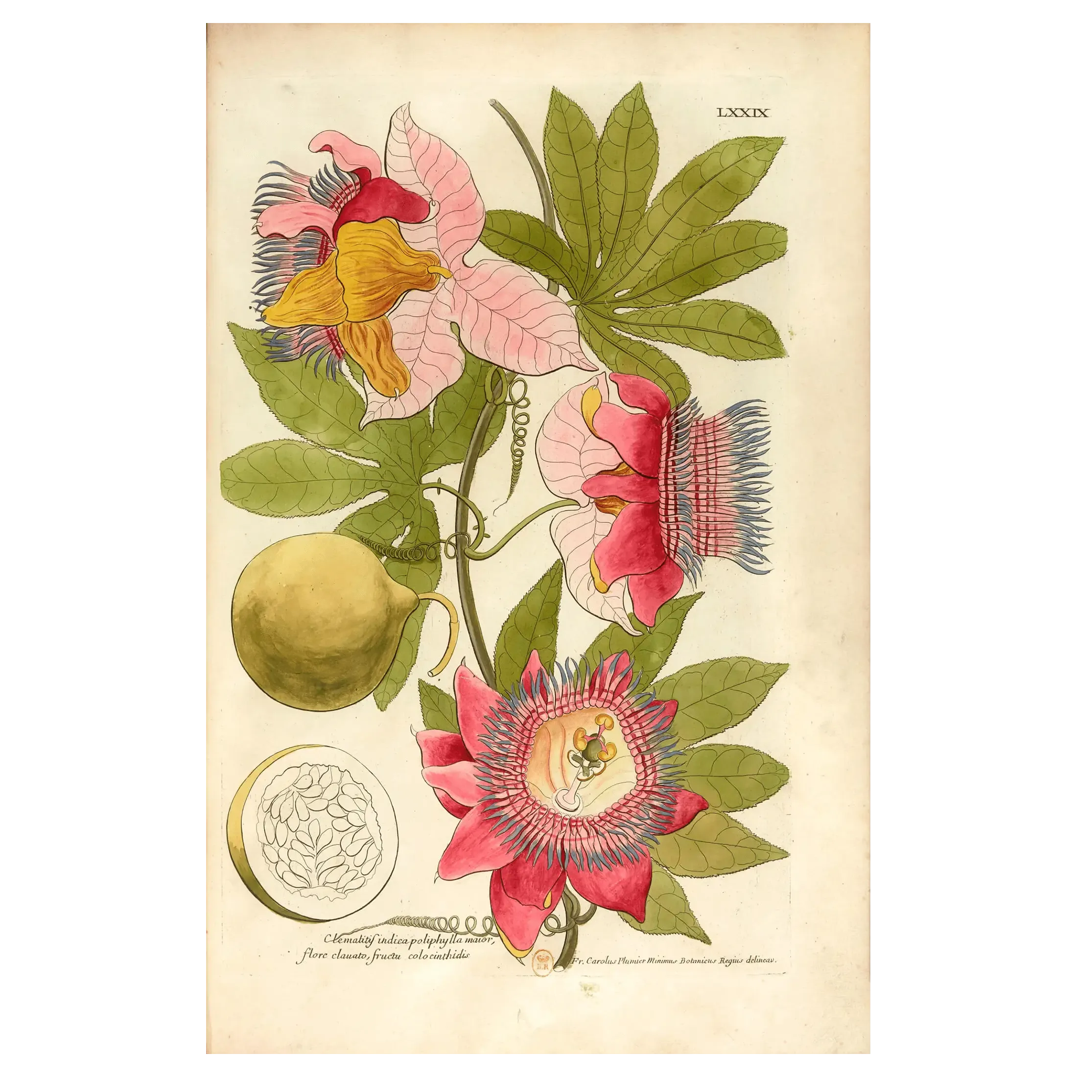 Eau-forte aquarellée, <em>Description des plantes de l’Amérique avec leurs figures par le R. P. Charles Plumier</em>, Paris, Imprimerie royale, 1693, fig. LXXIX