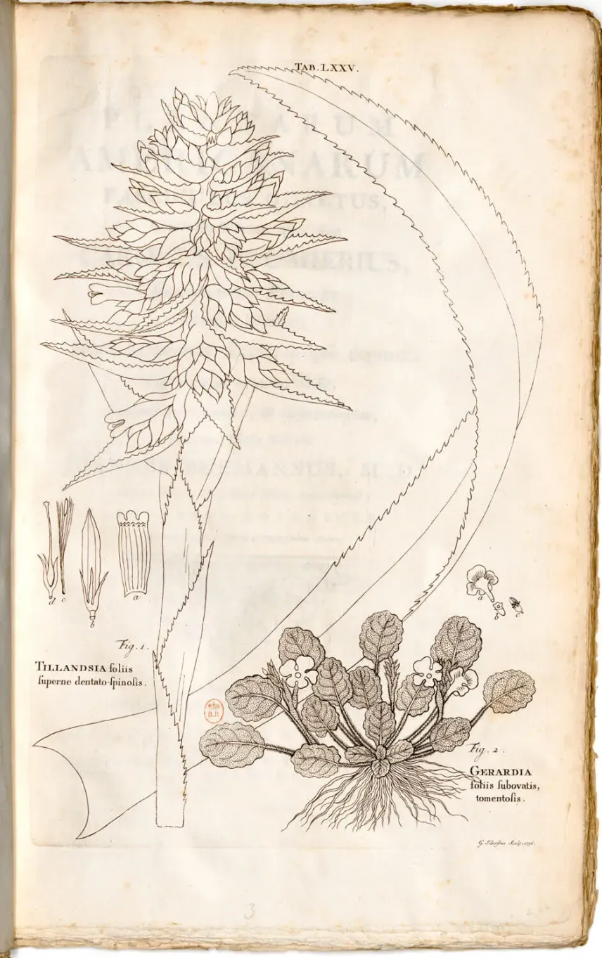 <em>Aechmea serrata</em> (L.) Mez, gravure de Johannes Burman d’après Charles Plumier.
