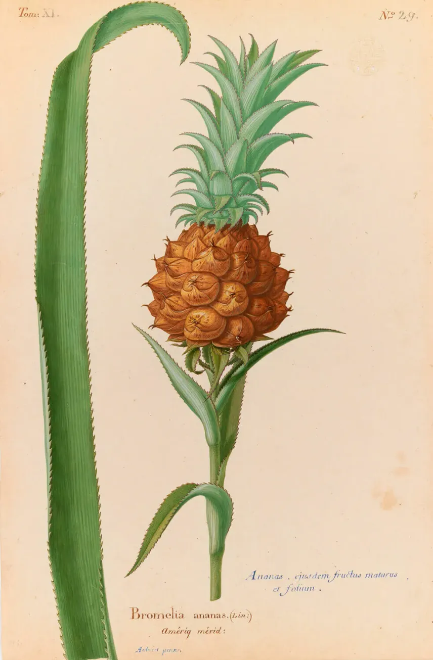 Dessin d’un ananas par Claude Aubriet