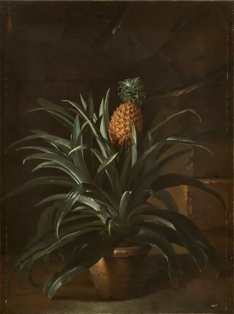 Un ananas cultivé en pot