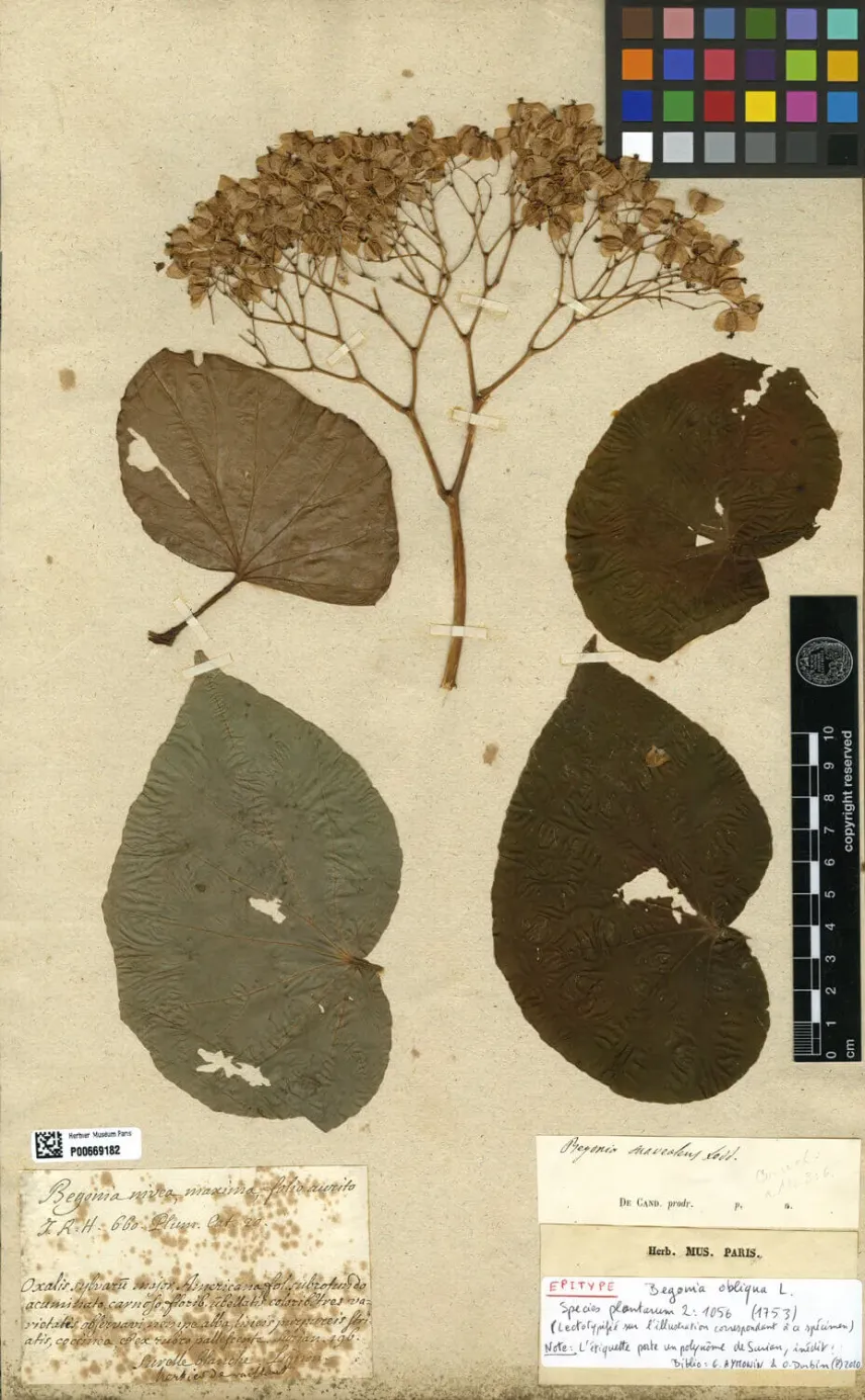 Spécimen d’herbier de <em>Begonia obliqua</em> L.