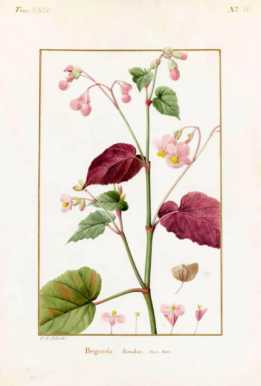 <em>Begonia discolor</em> d’après un spécimen du jardin botanique de Kew, près de Londres.