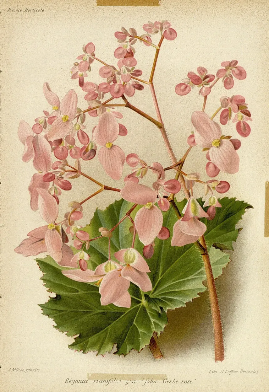 <em>Begonia ricinifolia grandifolia</em> "Gerbe rose"