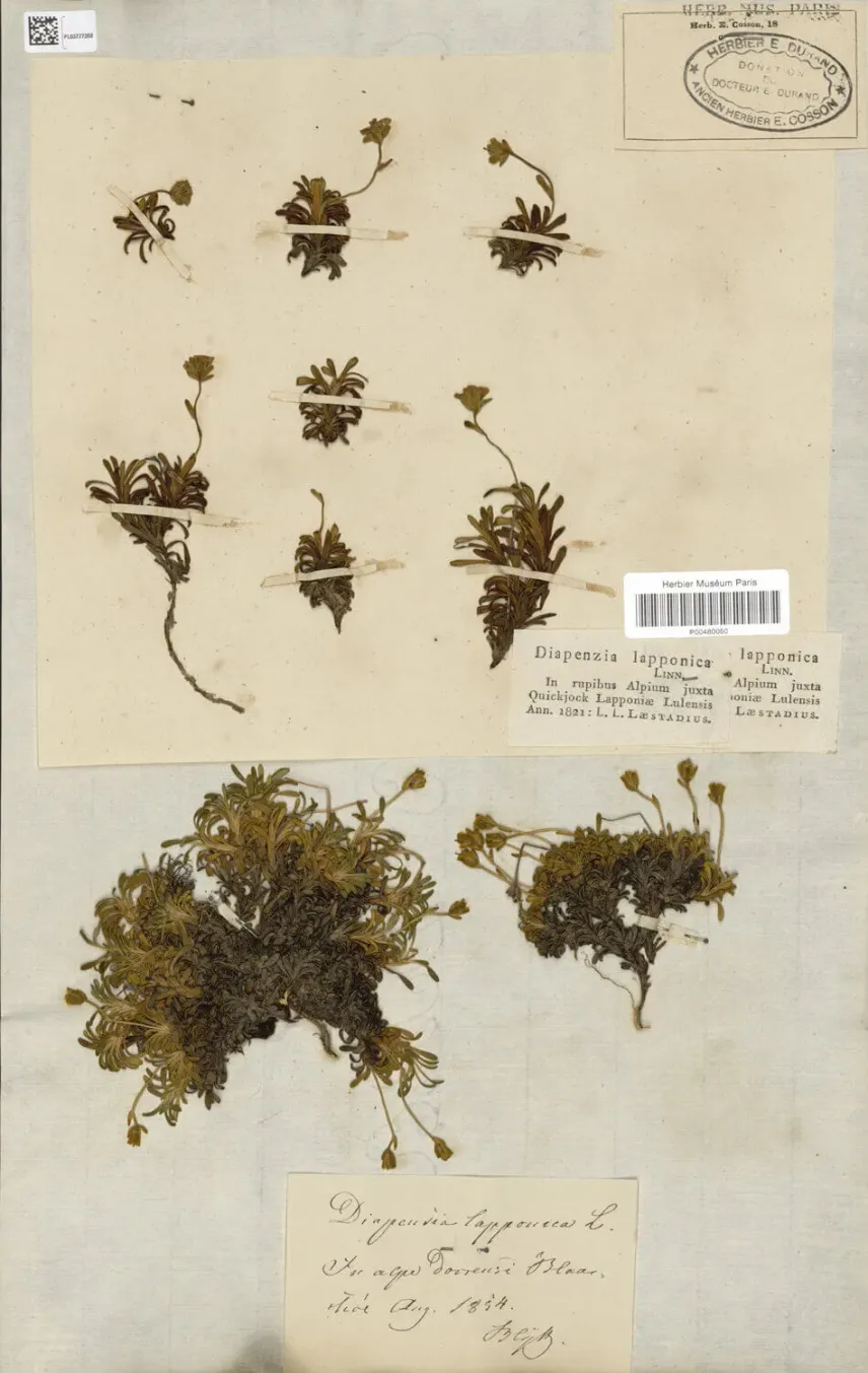 Spécimen d’herbier de <em>Diapensia lapponica</em> L.