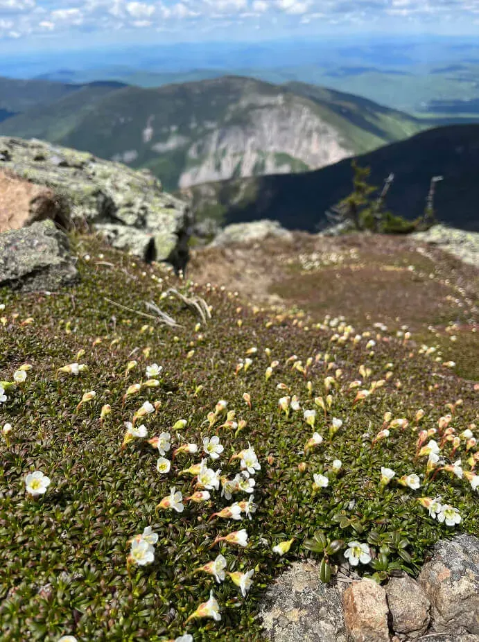 <em>Diapensia lapponica</em> L. dans son habitat naturel des sommets montagneux