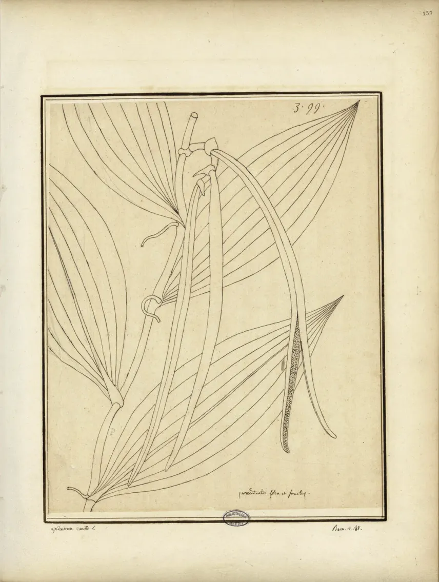 <em>Epidendrum vanilla</em> L., feuilles et « gousses », par Charles Plumier.