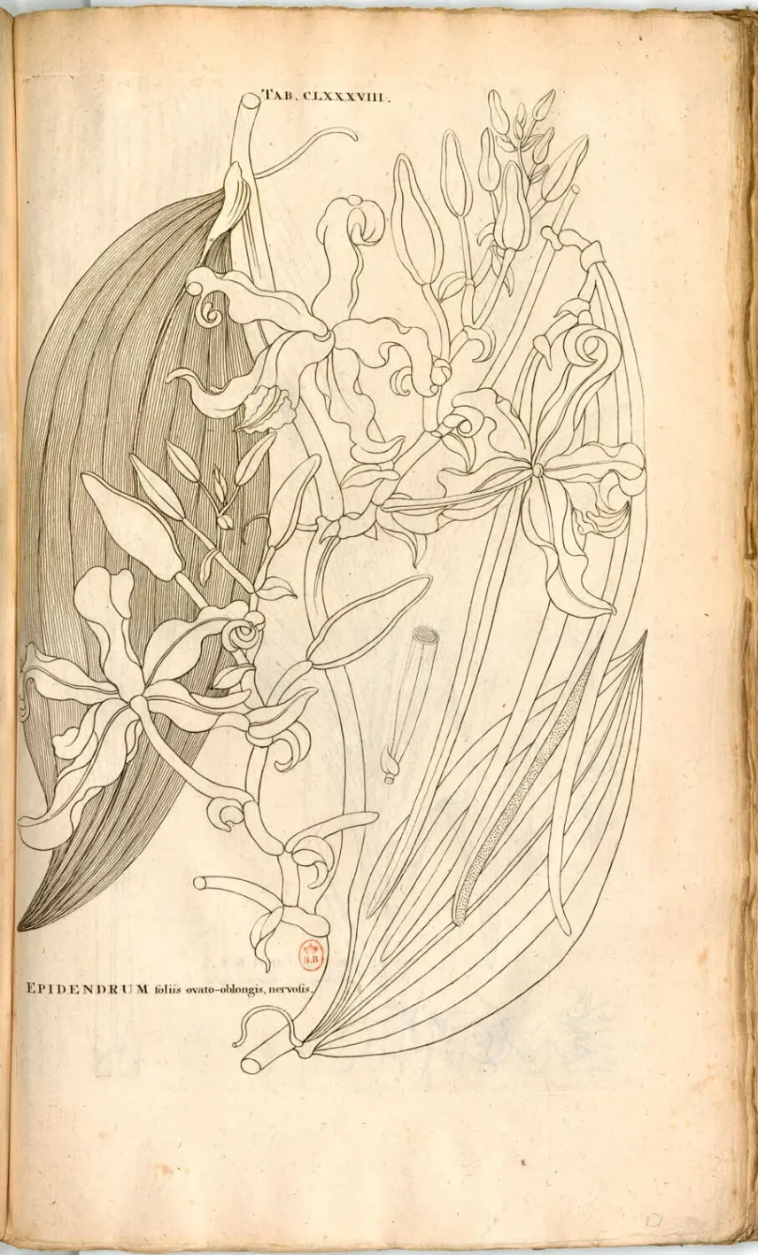 <em>Epidendrum vanilla</em> L., gravure de Johannes Burman d’après Charles Plumier.