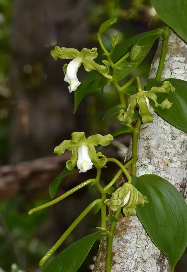 <em>Epidendrum vanilla</em> L. dans son environnement.