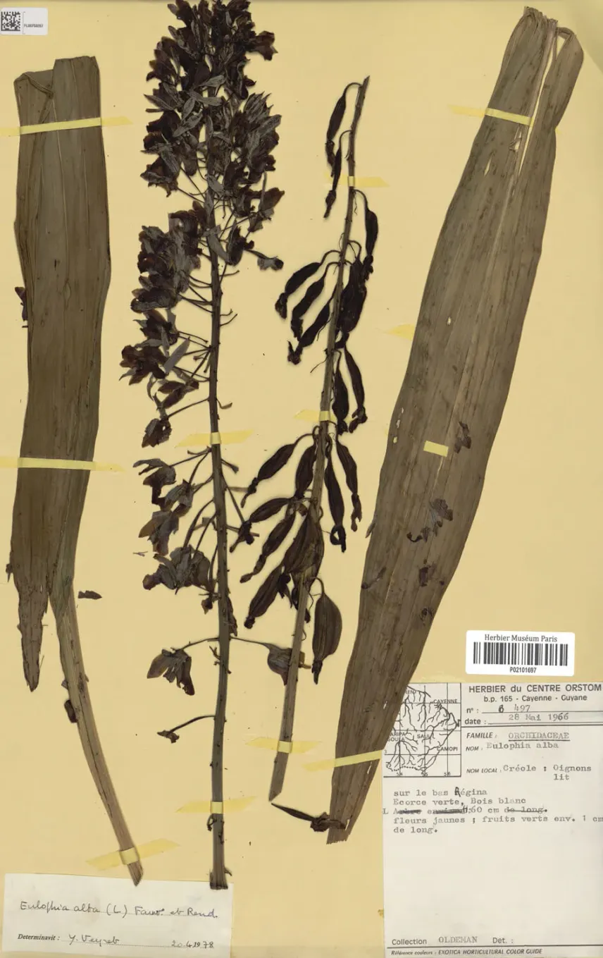 Spécimen d’herbier d’<em>Eulophia alta</em> (L.) Fawc. & Rendle.