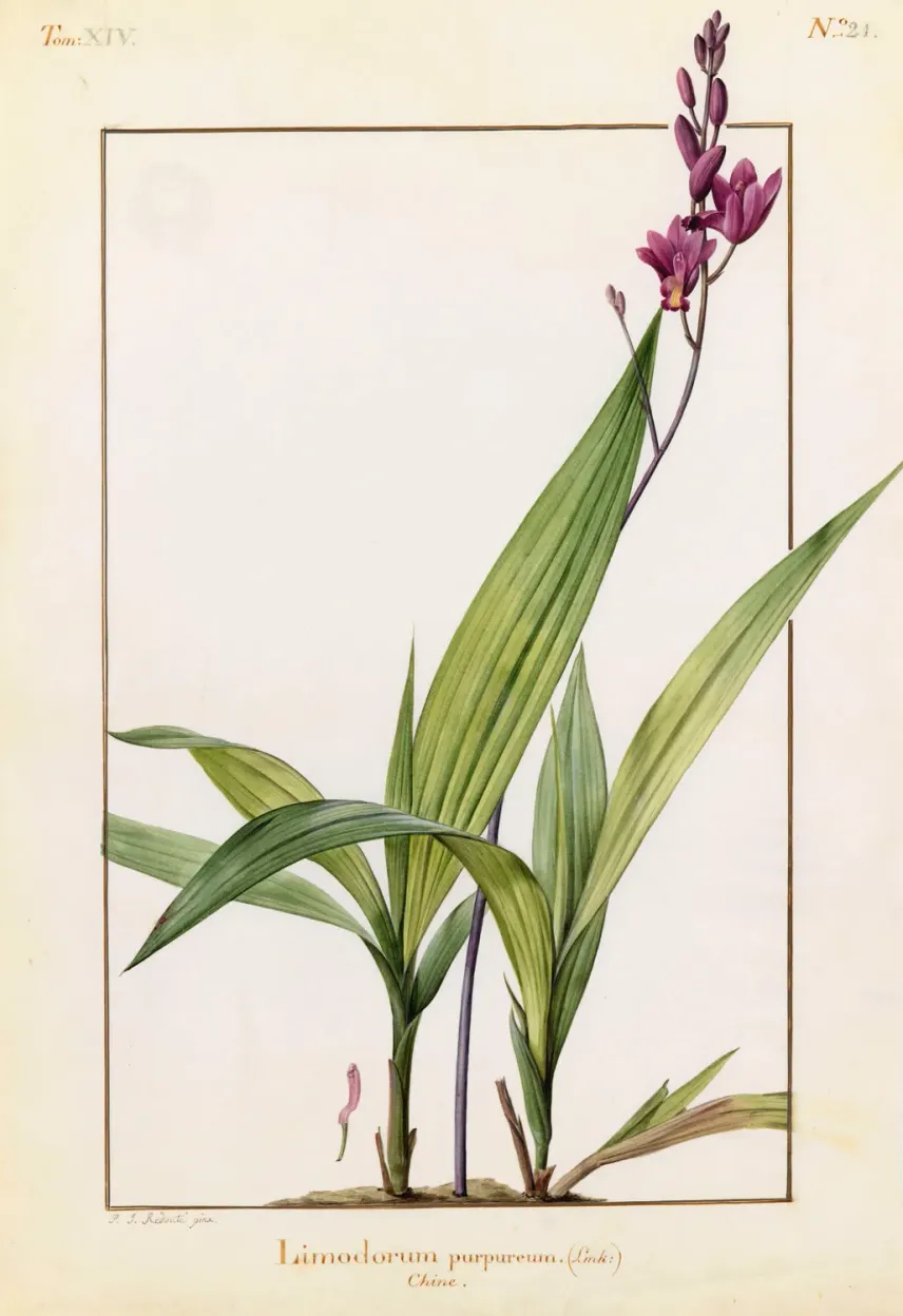 Une orchidée terrestre dessinée par Pierre-Joseph Redouté.