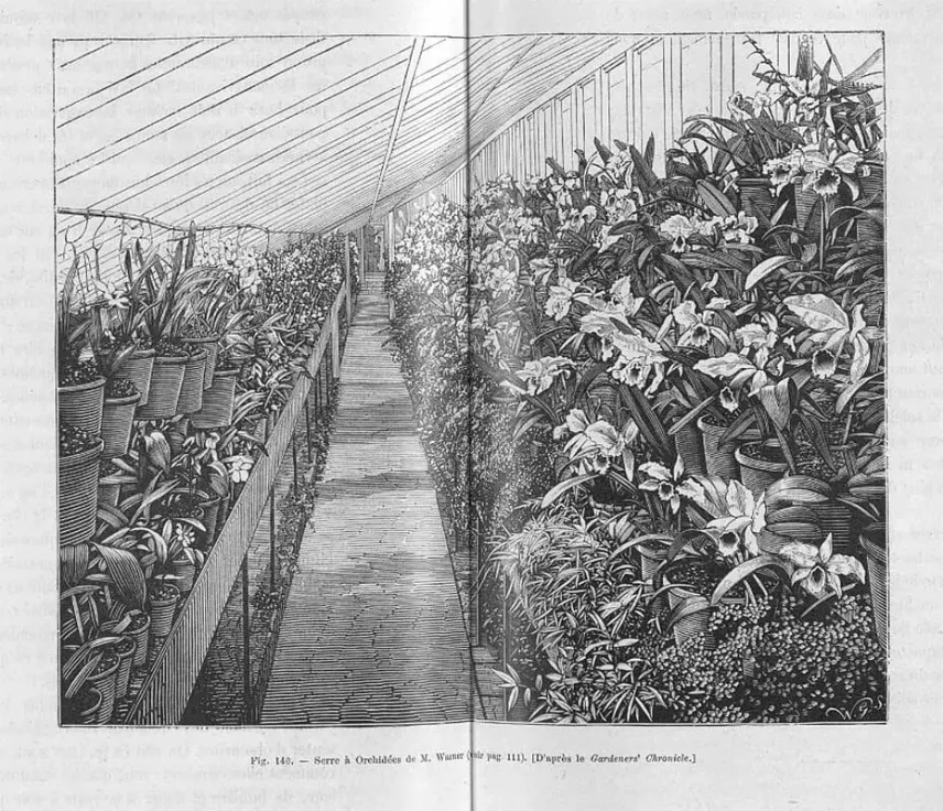 Une serre à orchidées anglaise au XIXe siècle