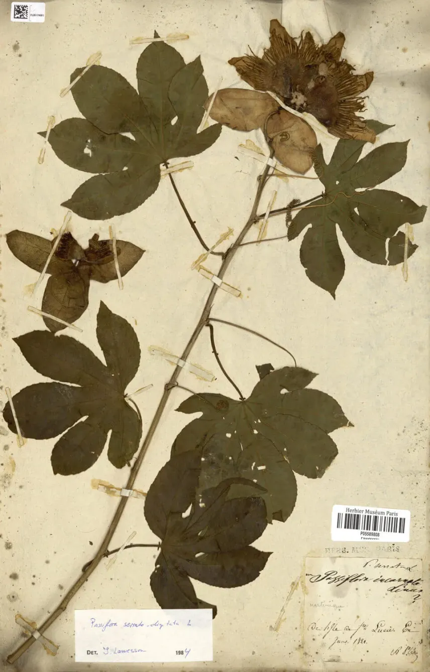 Spécimen d’herbier de <em>Passiflora serratodigitata</em> L.