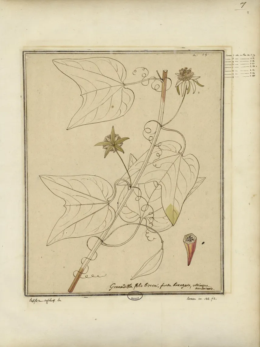 <em>Passiflora capsularis</em> L. dessinée par Charles Plumier.