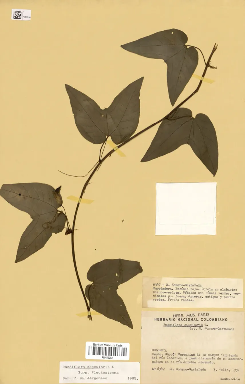 Spécimen d’herbier de <em>Passiflora capsularis</em> L.