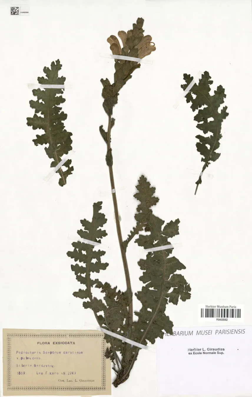 Spécimen d’herbier de <em>Pedicularis sceptrum-carolinum</em> L.