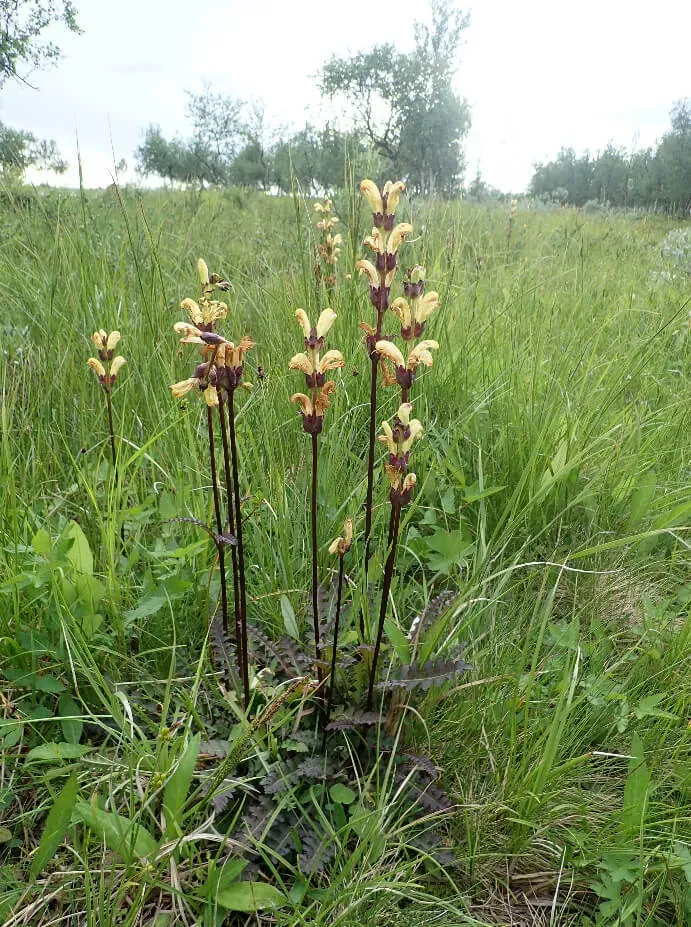 <em>Pedicularis sceptrum-carolinum</em> L. dans son habitat de prairie humide