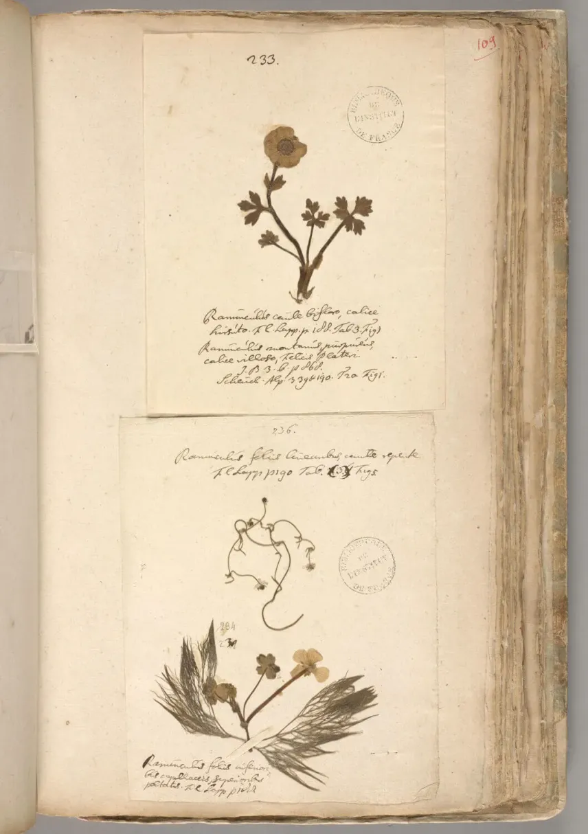 Page de l’herbier lapon de Linné présentant la renoncule des glaciers