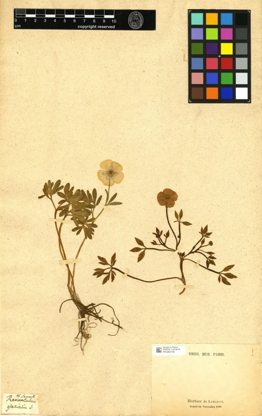 Spécimen d’herbier de <em>Ranunculus glacialis</em> L.